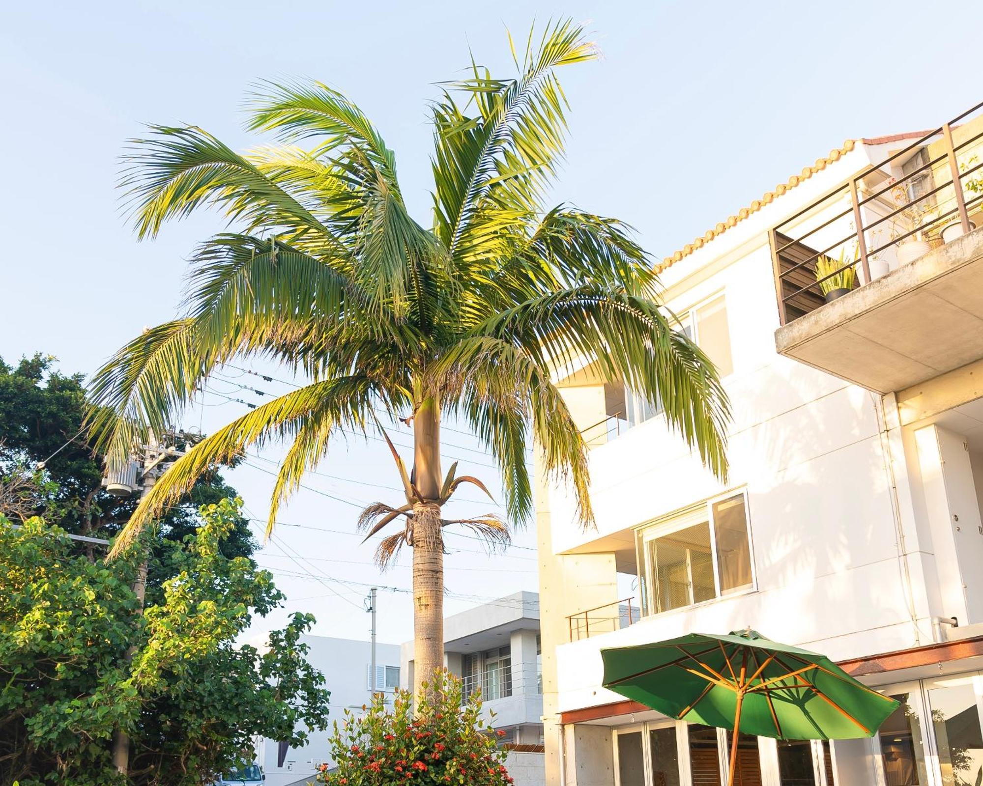 Alaise De Bale Ishigaki Hotel Ishigaki  Buitenkant foto